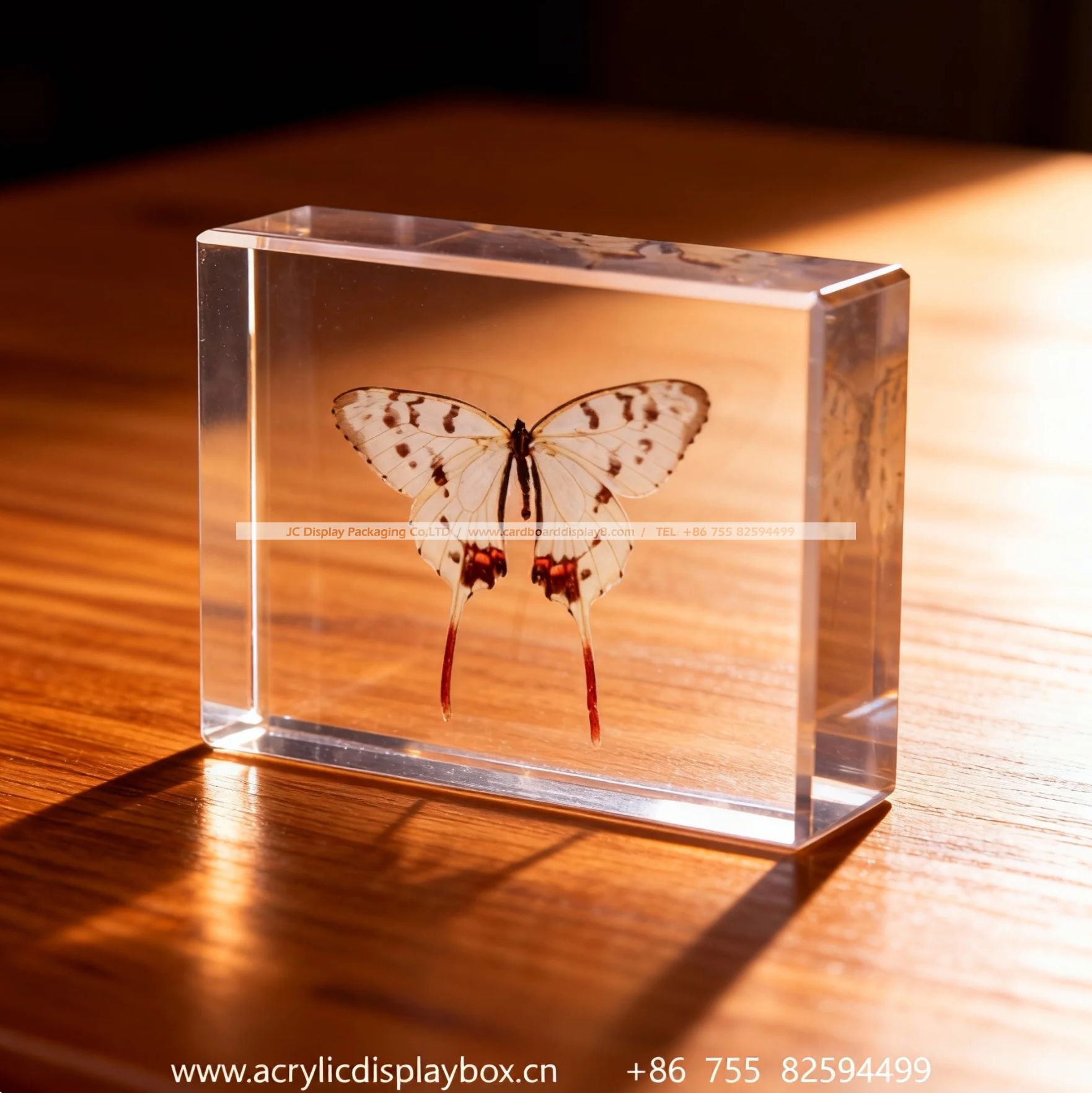 亚克力标本展示块（蝴蝶标本）
