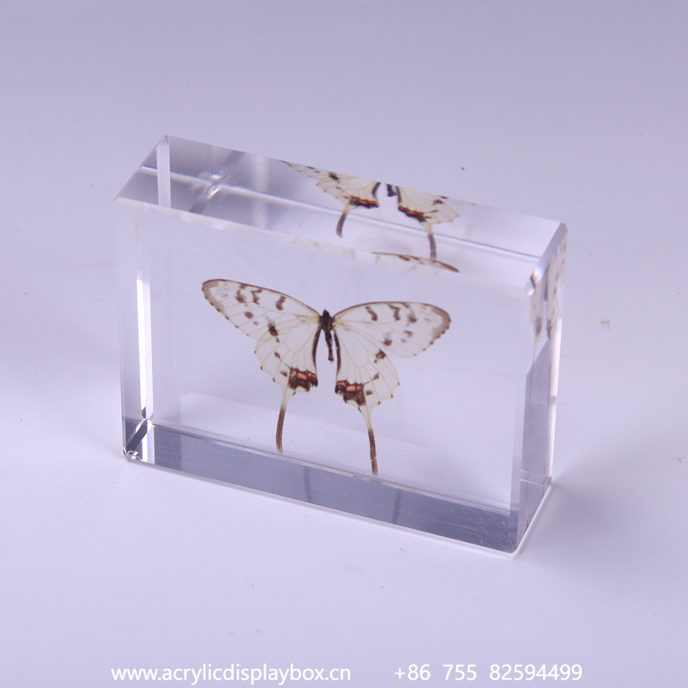 亚克力标本展示块（蝴蝶标本）