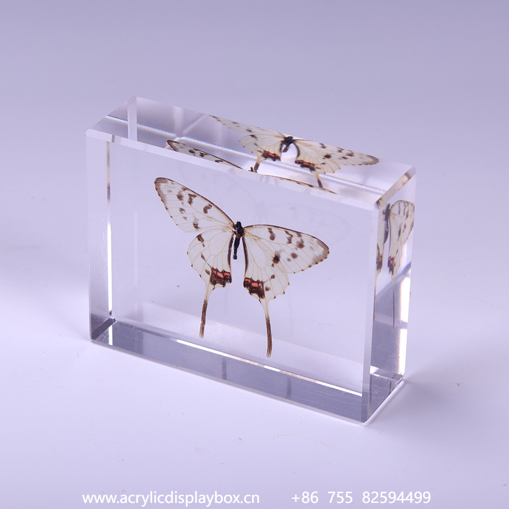 亚克力标本展示块（蝴蝶标本）
