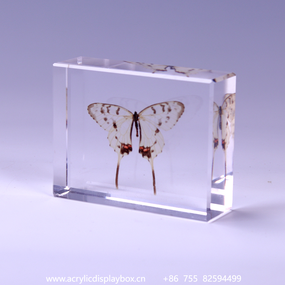 亚克力标本展示块（蝴蝶标本）